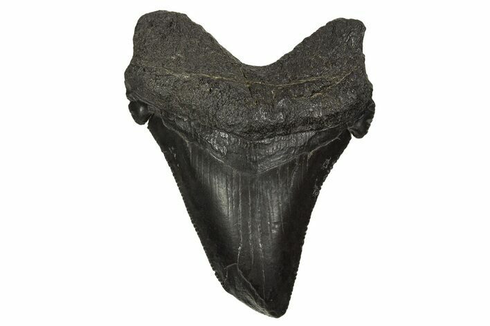 Serrated Angustidens Tooth - Megalodon Ancestor #343308